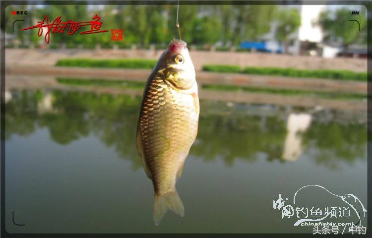 陪伴孩子的野餐,周末家庭式野餐陪伴家人