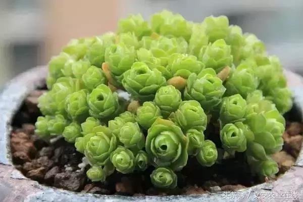 20种植物的形状和养护方法,植物不同时期的施肥
