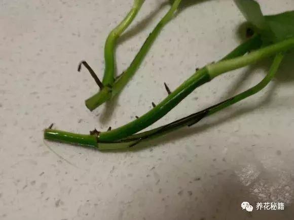 怎样养绿萝花知识大全,绿萝的数学知识