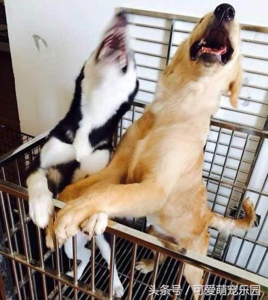 抱紧我你就不冷啦,暖心汪星人就是这么关心自己的主人!