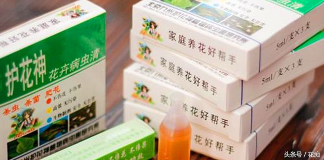 介壳虫黄叶怎么办,绿植介壳虫