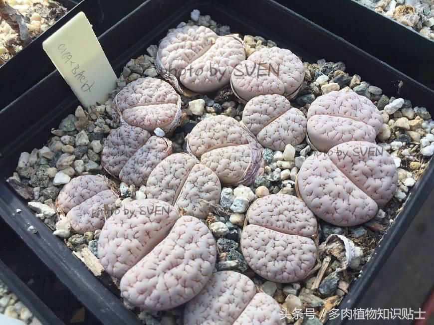 国外可以买的多肉,国外买植物