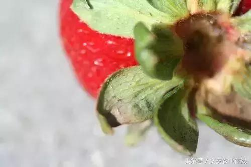 草莓得了红蜘蛛怎么治疗,草莓红蜘蛛病害怎么治病