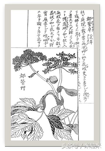 明日叶的故事,明日叶的骗局