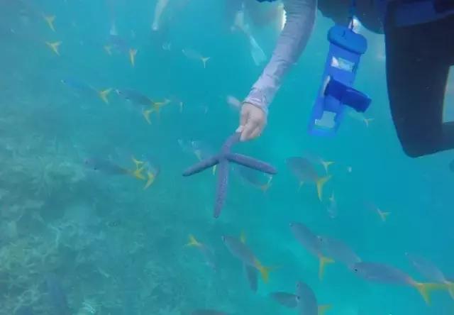 帕劳归来不看海视频,帕劳归来不看海