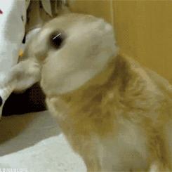 养一只兔子需要做什么,养只兔子做宠物