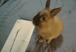 养一只兔子需要做什么,养只兔子做宠物