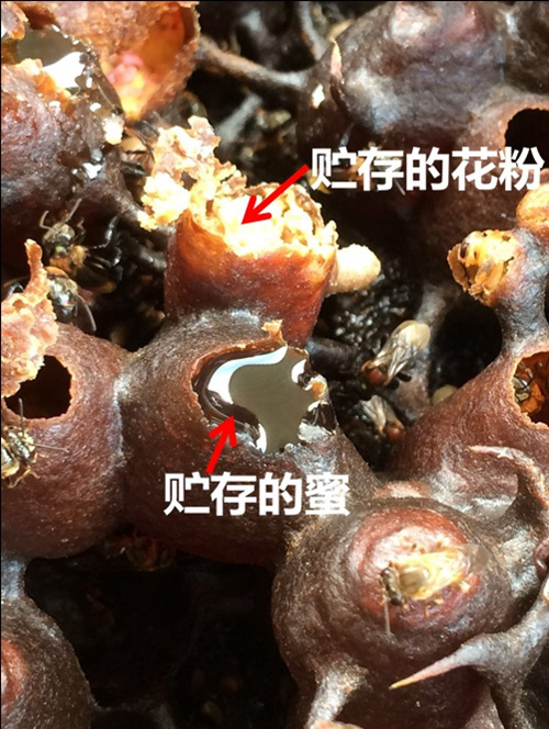 这“黑飞蚁”也叫蜜蜂，所有养蜂人都醉了