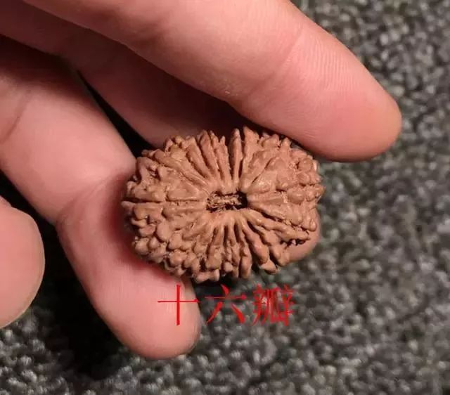 怎样区分打药的金刚菩提,金刚菩提怎么鉴别值钱