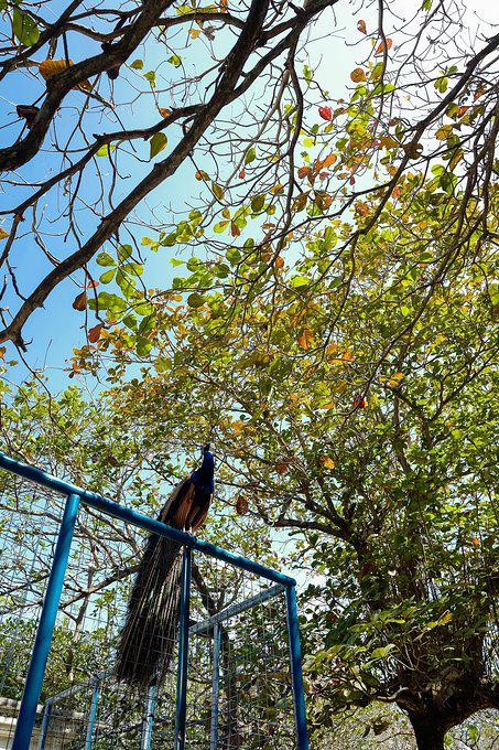 带父母去三亚游玩攻略,爸妈三亚旅游攻略