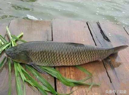 简述烂鳃病的主要症状,烂鳃病症状及防治方法