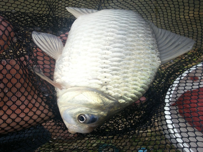 冬钓鲫鱼隔夜窝技巧,冬钓鲫鱼怎么越钓越没口