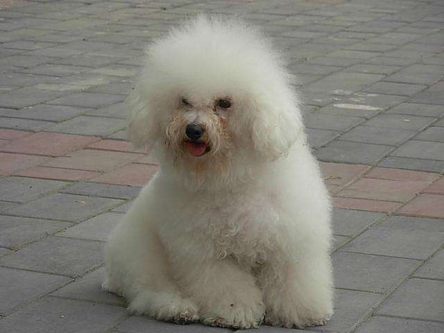 狗狗的品种以及品种的遗传病，*友狗**们要多加注意啊！