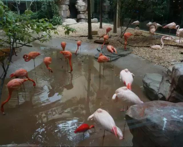 广州长隆游玩攻略最新,珠海长隆和广州长隆一起玩的攻略