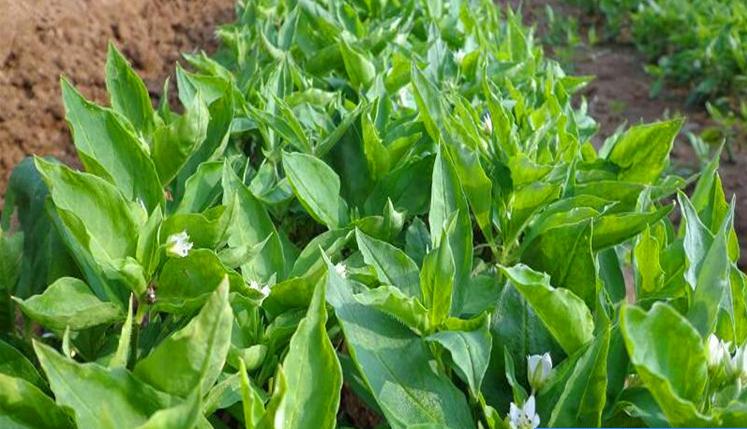 青钱柳;太子参具体高产栽培管理技术措施