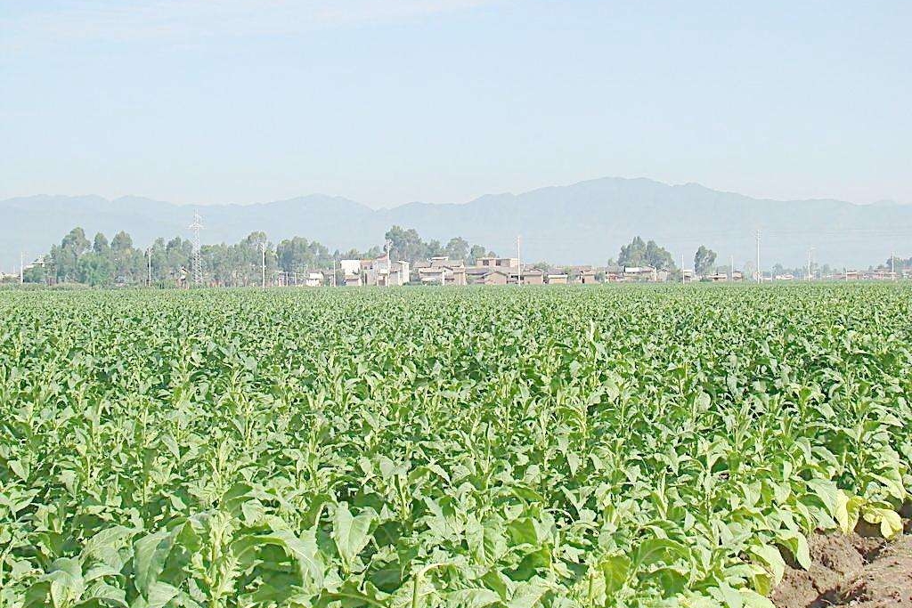 烟醉过后就很难戒烟了吗,吸了几十年烟现在戒烟来得及吗