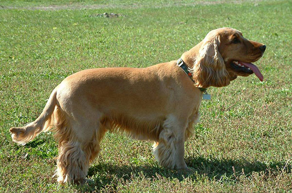 英国可卡犬怎样饲养与护理,超萌纯种英国可卡犬