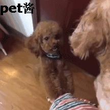 捡到一只泰迪幼狗,路边捡了一窝小泰迪狗好吗