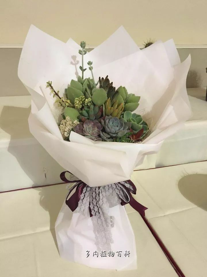 公认最美4种多肉植物图片,2014年上海多肉植物展图片