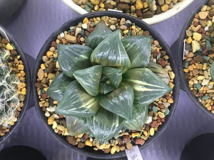 公认最美4种多肉植物图片,2014年上海多肉植物展图片