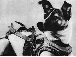 十种曾到过太空的动物,中国有哪些进入太空的动物