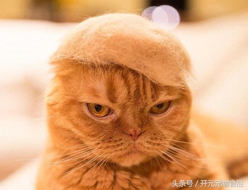 养猫家里都是猫毛怎么办,长期养猫的人肺里会积猫毛