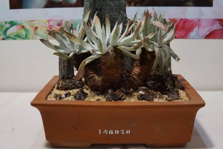 公认最美4种多肉植物图片,2014年上海多肉植物展图片