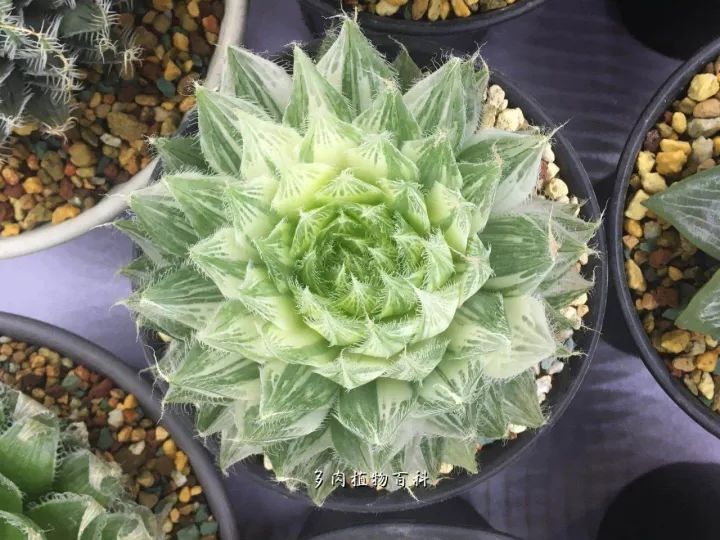 公认最美4种多肉植物图片,2014年上海多肉植物展图片