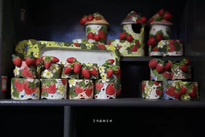 公认最美4种多肉植物图片,2014年上海多肉植物展图片