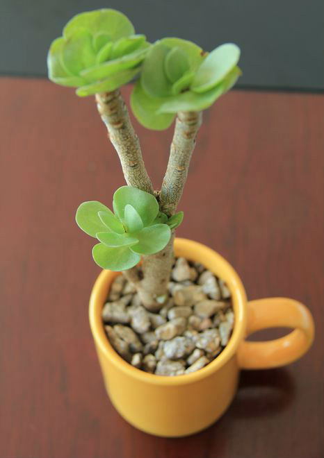 金钱木叶子发蔫变软,金钱木叶子发黄发软怎么补救