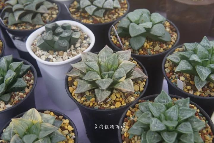 公认最美4种多肉植物图片,2014年上海多肉植物展图片