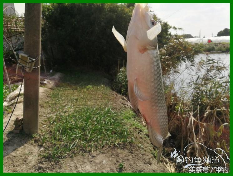 爽钓渔具,爽钓黄金版