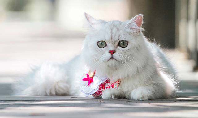 养猫选金吉拉还是银渐层,如何购买品相好的金吉拉猫