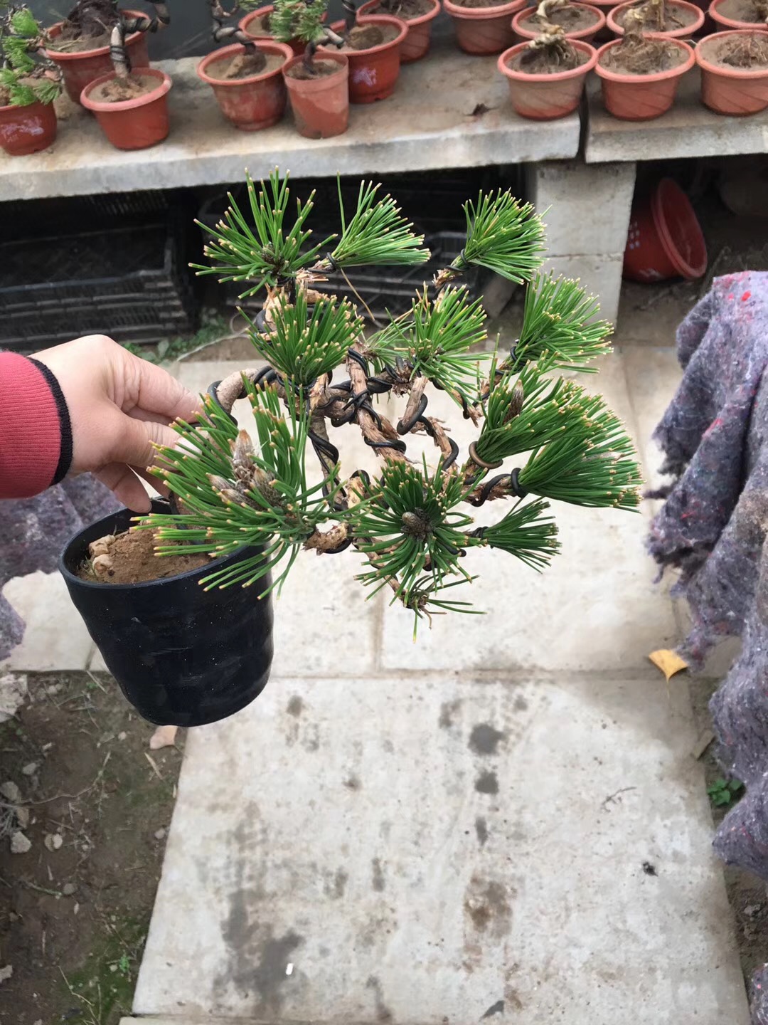 形态各异的黑松盆景,黑松盆景三支素材怎么造型