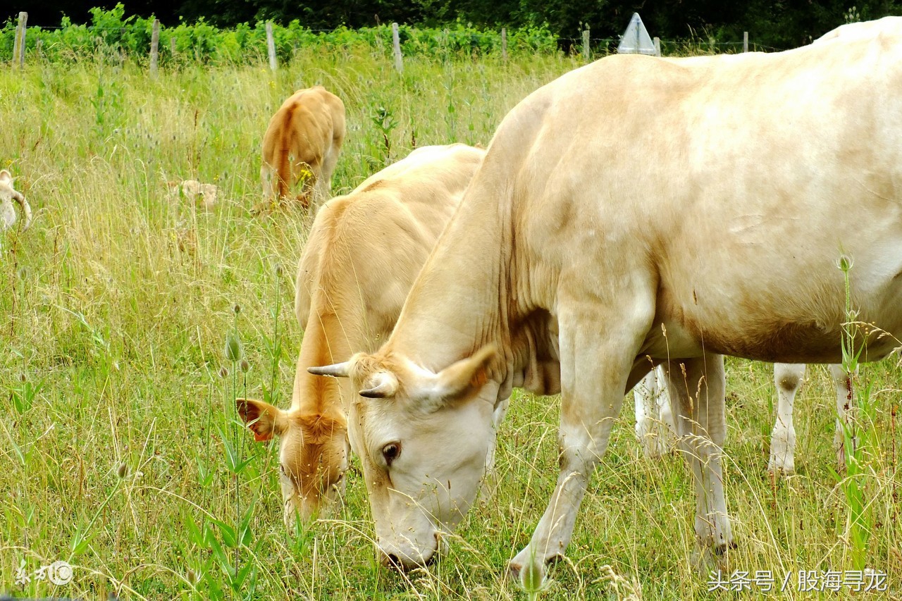 股票中真正的高手是怎样抓牛股的,抓龙头股票技巧和方法是什么
