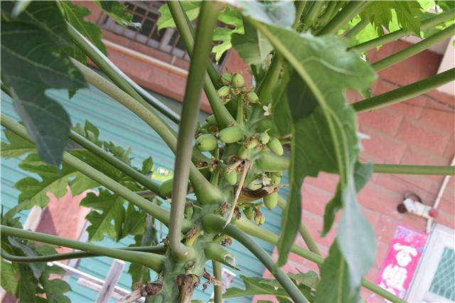 自家树上种的木瓜,在你家门口种了棵树你该怎么办