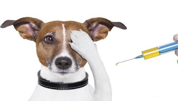 狗狗肠炎用庆大霉素还是蒙脱石散,狗狗肠炎拉血最快的治疗方法