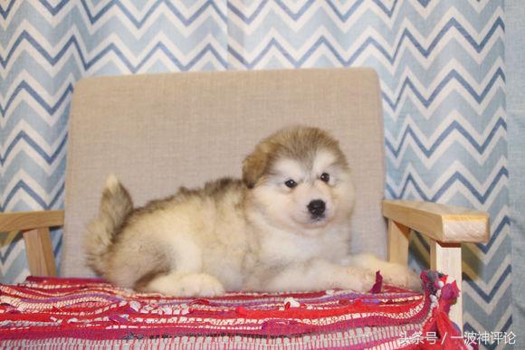 临产阿拉斯加,阿拉斯加过了临产期怎么办