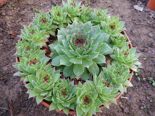 黑叶观音莲病虫害图片,养殖观音莲小技巧