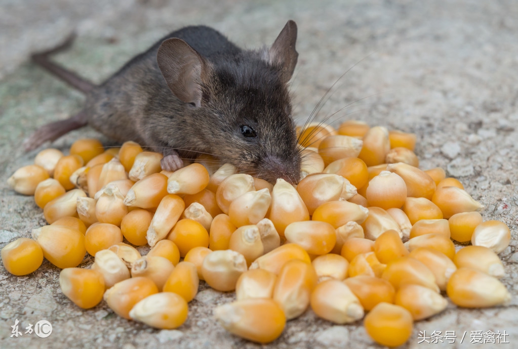 一公一母成年鼠繁衍,一年吃掉4.5万公斤饲料,让养殖场损失13万
