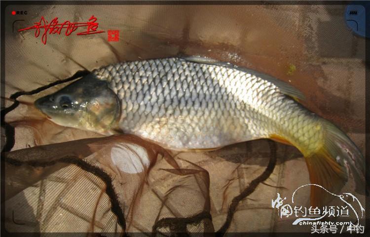 朋友相聚钓罗非,好友们相约一起钓鱼视频