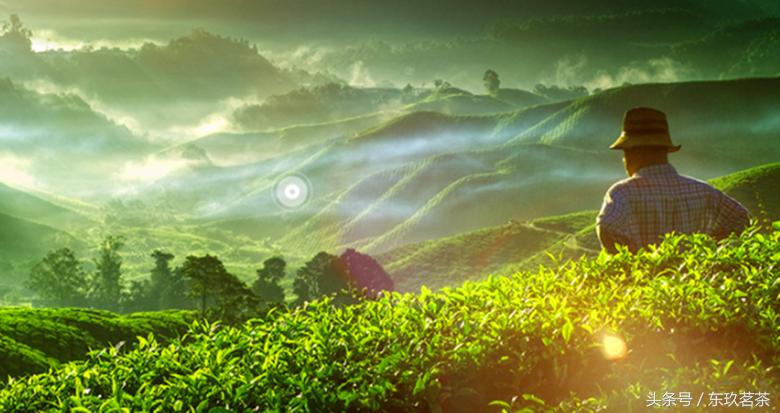 大吉岭茶红茶,茶叶精品红茶