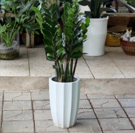 养花技巧:美观又有好寓意的摇钱树,老花匠告诉你如何养殖