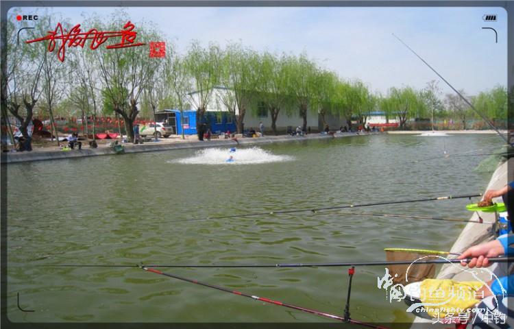 朋友相聚钓罗非,好友们相约一起钓鱼视频