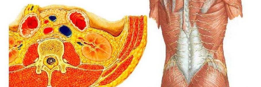 腰椎间盘突出症术后又犯腰腿痛?锻炼腰背肌就能有效避免