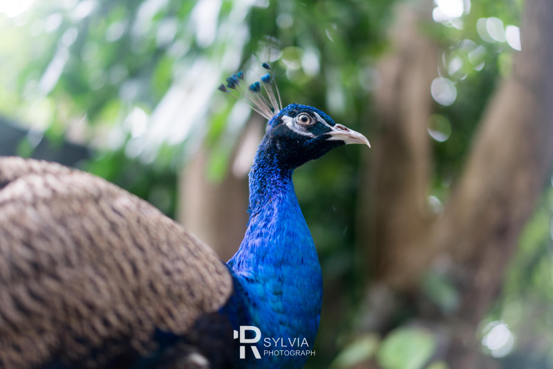 春节去三亚避寒攻略,冬天来三亚避寒