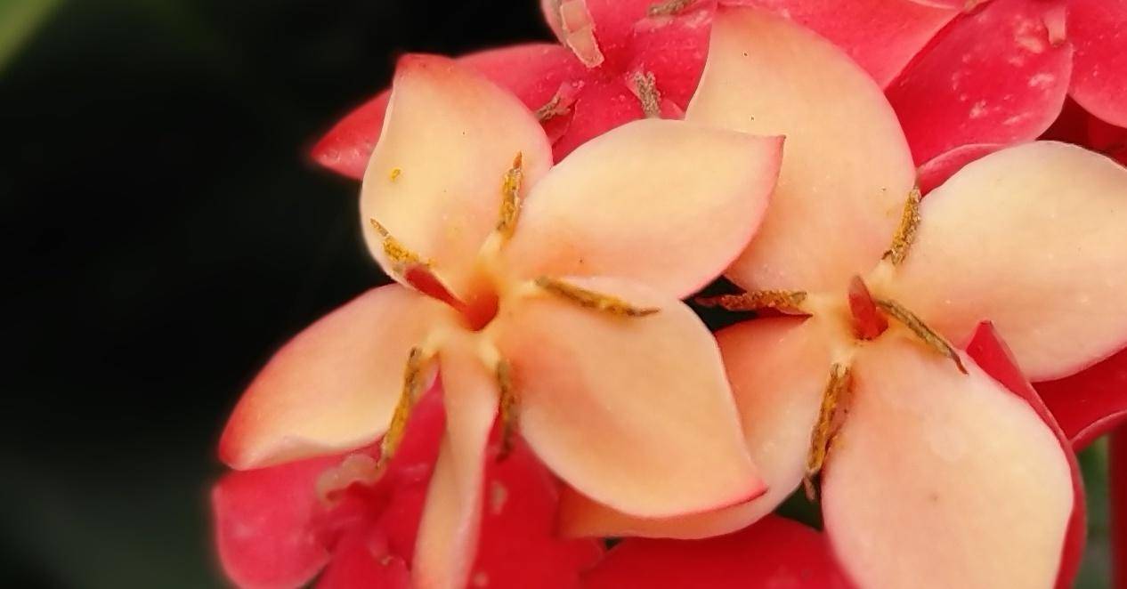 锤子坚果pro2s测评照片,坚果pro2s拍照小白测评