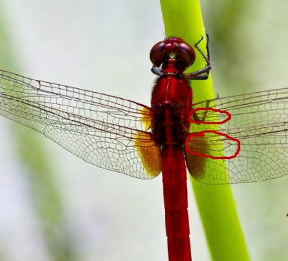 大蜓和蜻蜓区别,蜻蜓的蜻和蜓怎么区分