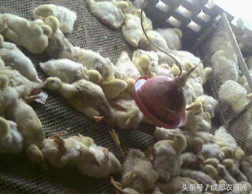 肉鸭脾坏死综合征,治鸭瘫痪的药