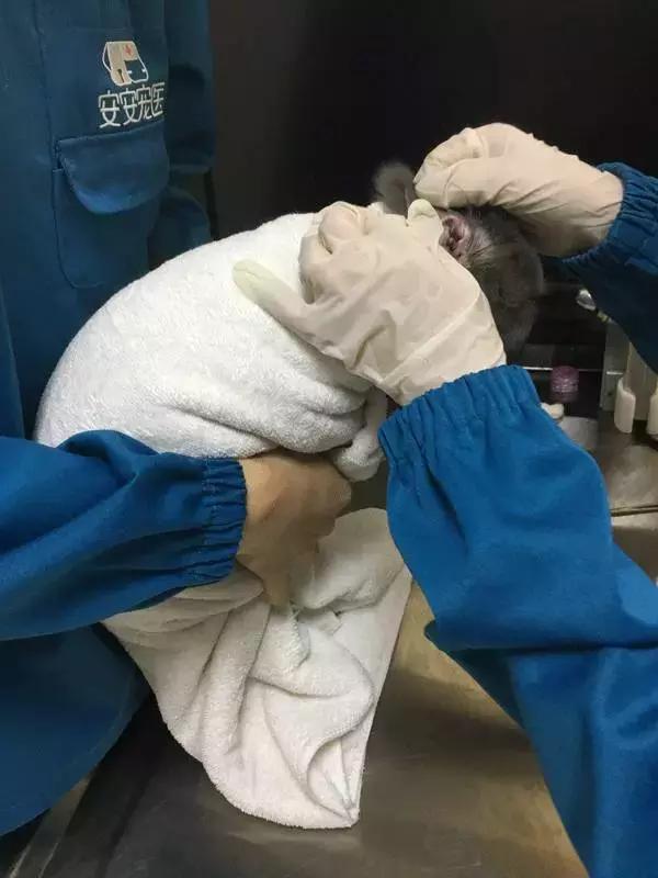 中国为什么没有正规的宠物医院,国内靠谱的宠物医院